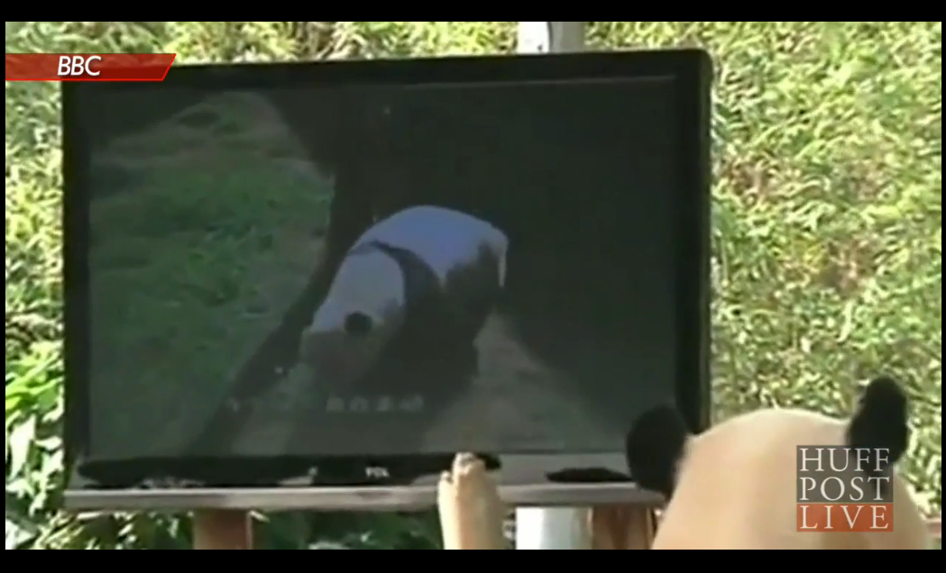 Hon har bland annat fått en teve som visar andra pandor.